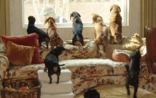 Animal Damage and Odour Biohazard Cleaning